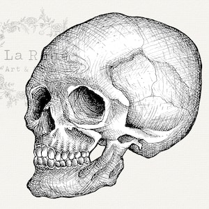 Skull Clip Art, Hand Drawn Skull PNG, Realistic Skull Drawing, Vintage Illustration, Halloween Graphics, Halloween Line Art Instant Download image 2