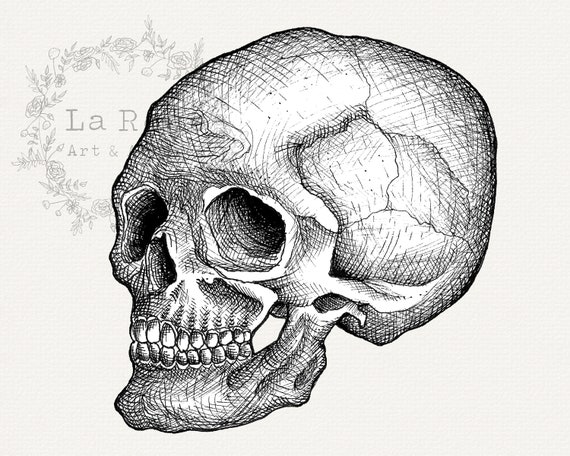 Skull Clip Art, Hand Drawn Skull PNG, Realistic Skull Drawing, Vintage  Illustration, Halloween Graphics, Halloween Line Art Instant Download -  Etsy Finland
