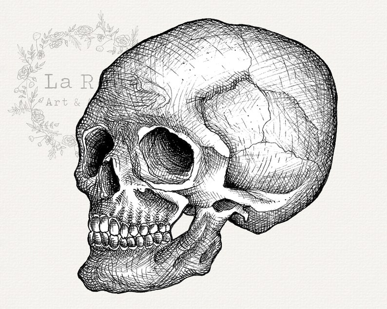 Skull Clip Art, Hand Drawn Skull PNG, Realistic Skull Drawing, Vintage Illustration, Halloween Graphics, Halloween Line Art Instant Download image 2