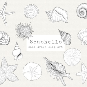 Seashells Clipart, Hand Drawn Nautical Clip Art, Ocean Clip Art, Seashell Illustration, Shell Digital Stamp, Conch, Starfish, Sand Dollar
