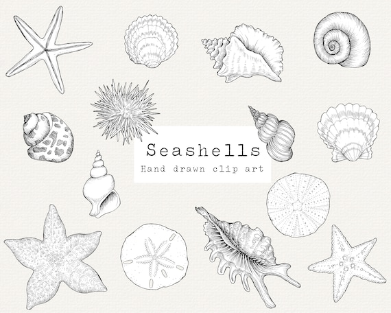 Seashells Clipart, Hand Drawn Nautical Clip Art, Ocean Clip Art