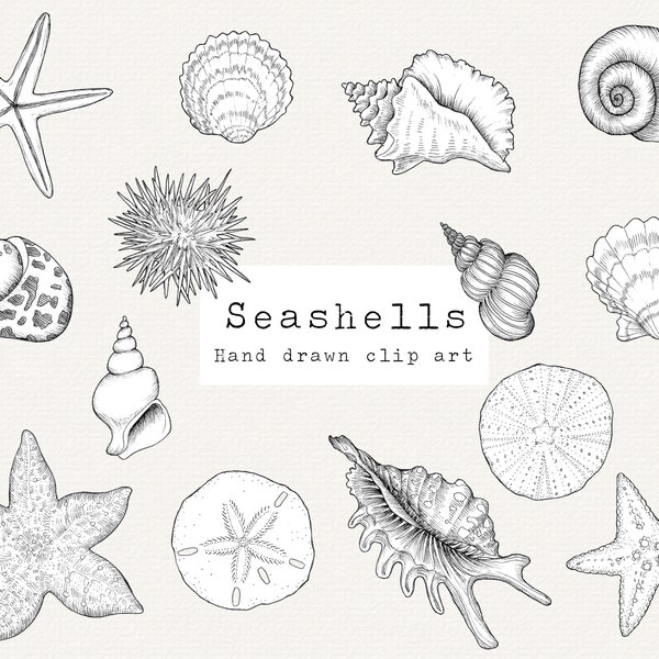 Schelpen clipart, hand getekende nautische illustraties, Oceaan illustraties, Seashell illustratie, shell digitale stempel, conch, zeester, zand dollar