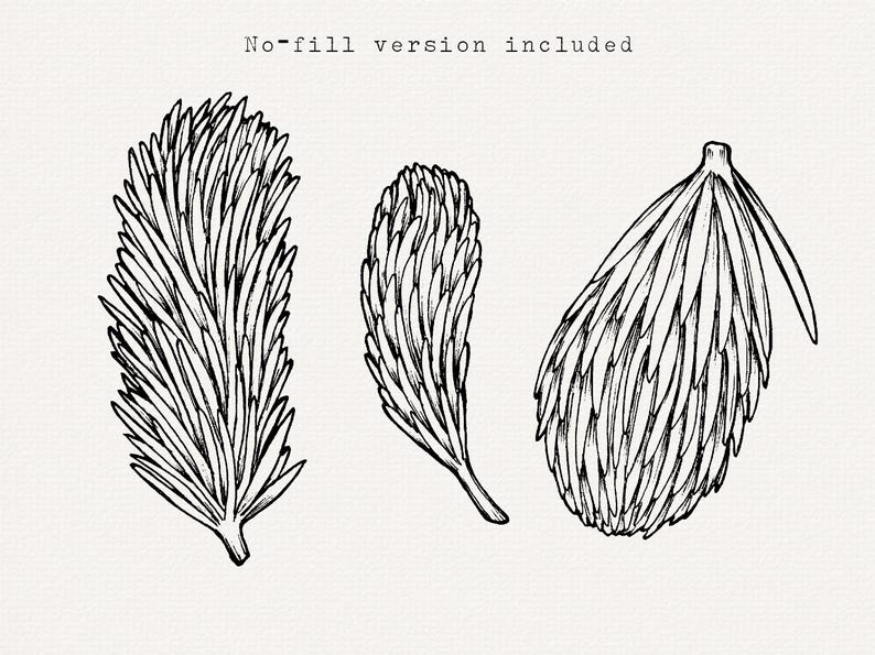 Handritad illustration av grantips, botaniska PNG-element, clip art för tallträd bild 7