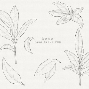 Sage Clipart, Sage PNG, Hand Drawn Sage for Candle Labels, Soap Labels, Essential Oils, Product Decoration, Graphic Design, Commercial Use