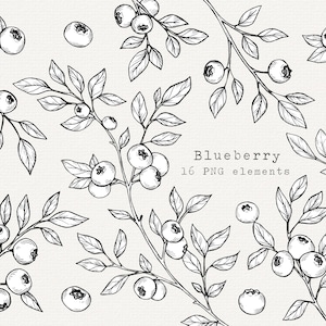 Può includere: Illustrazione in bianco e nero di mirtilli su rami con foglie. Il testo "Blueberry 16 PNG elements" è sotto l'immagine.