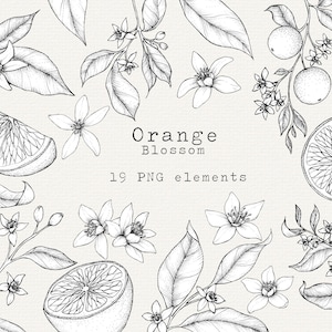 Clipart de flor de laranjeira, ilustração de fruta laranja, arte botânica de laranja desenhada à mão, elementos PNG para uso comercial, arte de linha laranja, pacote