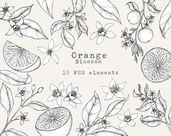 Orange Blossom Clipart, Orange Fruit Illustration, Hand Drawn Orange Botanical Art, PNG Elements for Commercial Use, Orange Line Art, Bundle