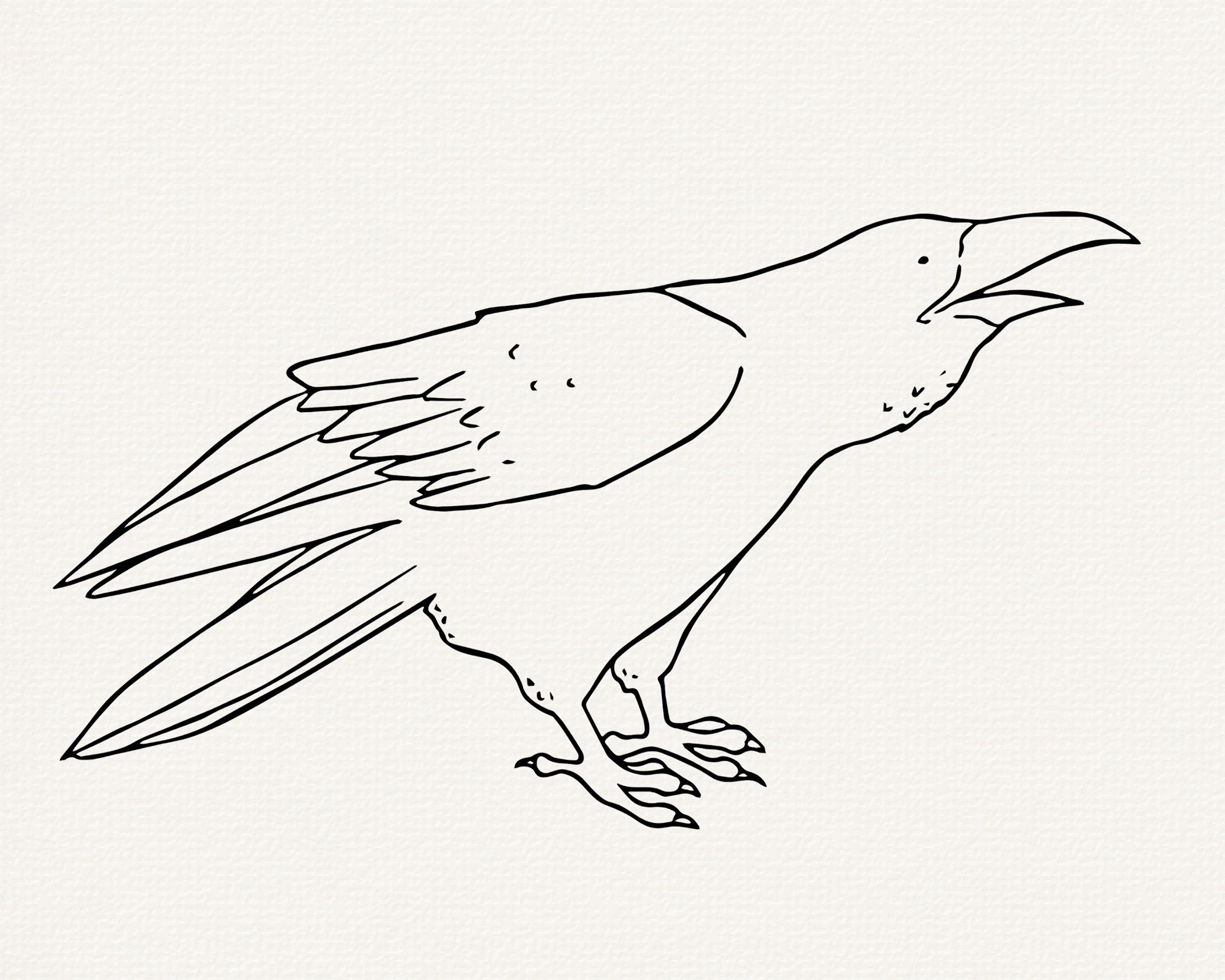 Raven Line Patterns Raven Line Art SVG Bundle, Bird Outline (commercial Use) - Etsy Canada
