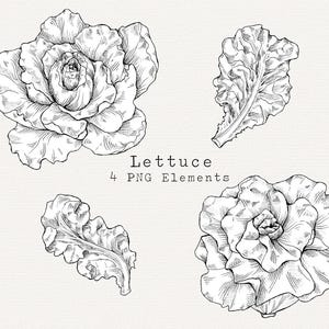 Lettuce PNG Clip Art, Hand Drawn Butterhead Lettuce Illustration, Vintage Style Download, Vegetable Garden Clipart, Line Art, Commercial Use
