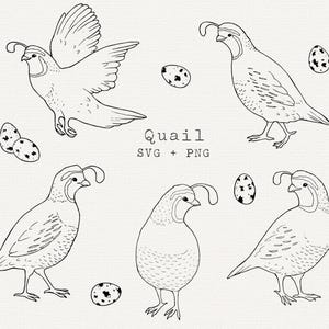 Codorniz SVG, Clip Art de Huevos de Codorniz, Arte Lineal de Aves, Archivo de Corte de Cricut, Dibujo de Contorno Simple, Gráficos de Granja y Mercado, Descarga para Uso Comercial