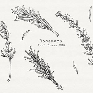 Rosemary Clipart, Rosemary PNG, Hand Drawn Rosemary Line Art for Logo, Graphic Design, Herbal Labels, Product Decoration, Vintage Rosemary