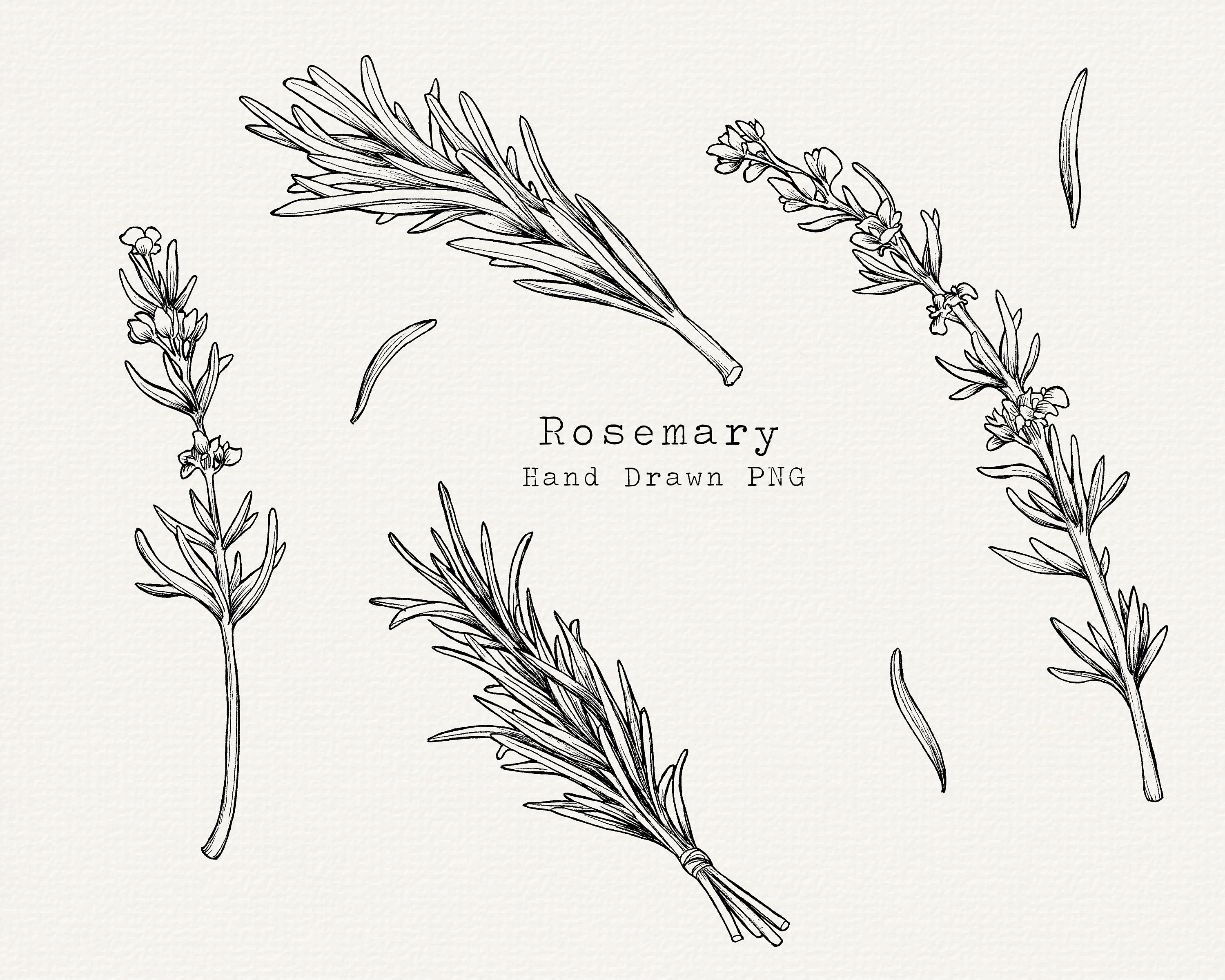 Rosemary Clipart Rosemary PNG Hand Drawn Rosemary Line Art Etsy UK