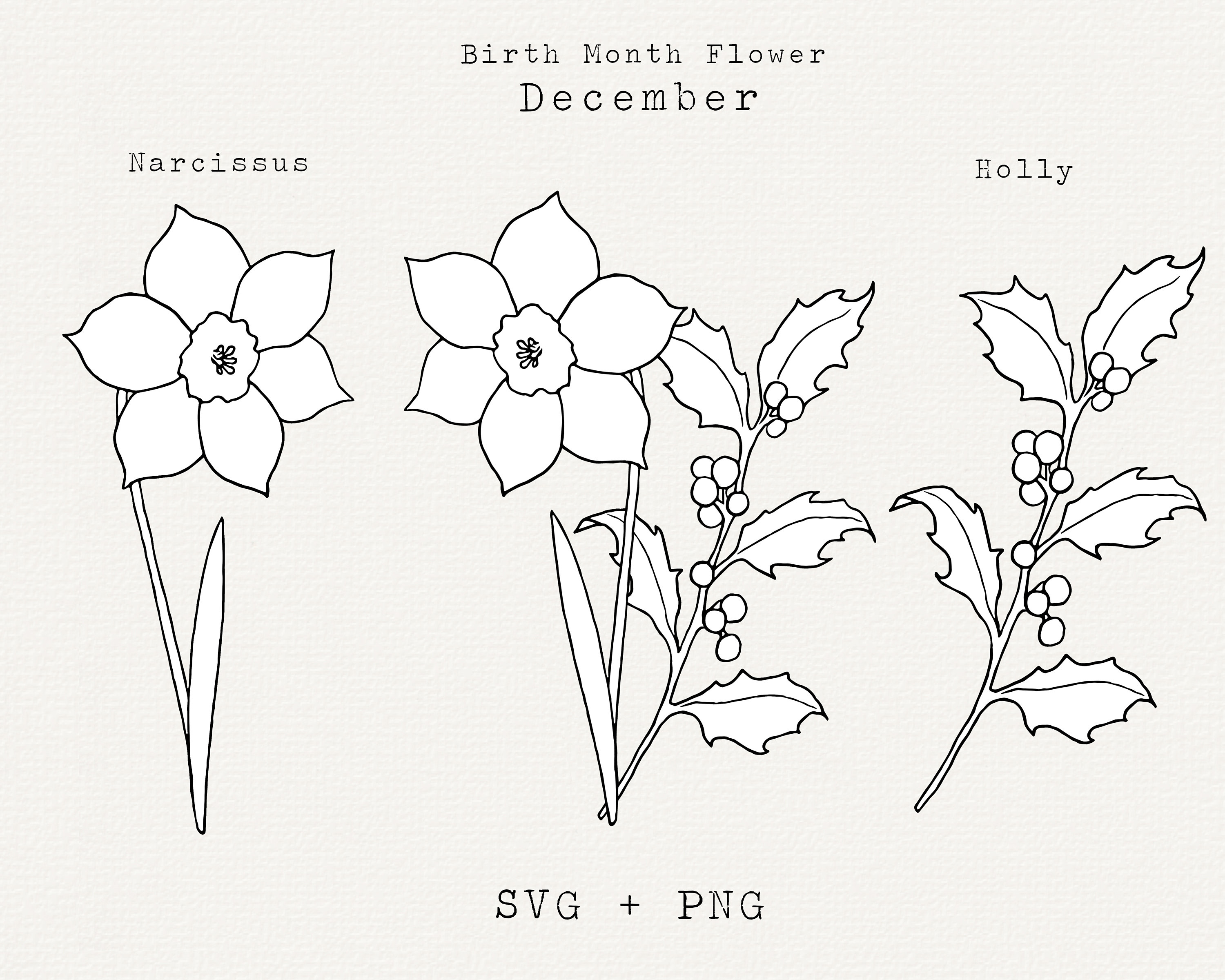 December Birth Flowers  Holly and Narcissus  Symbol Sage