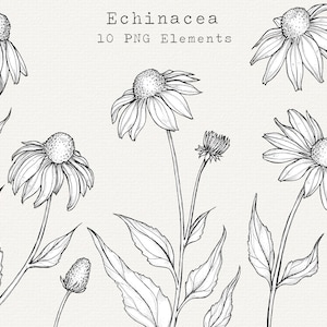 Echinacea Flower PNG Clip Art, Illustrazione disegnata a mano della pianta di Echinacea, Foraggiamento delle piante, Rimedi erboristici, Clipart botanico, Uso commerciale