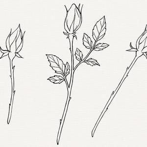 Pu&ograve; includere: Disegno a linea di tre boccioli di rosa, due con steli e foglie, e uno con un solo stelo.