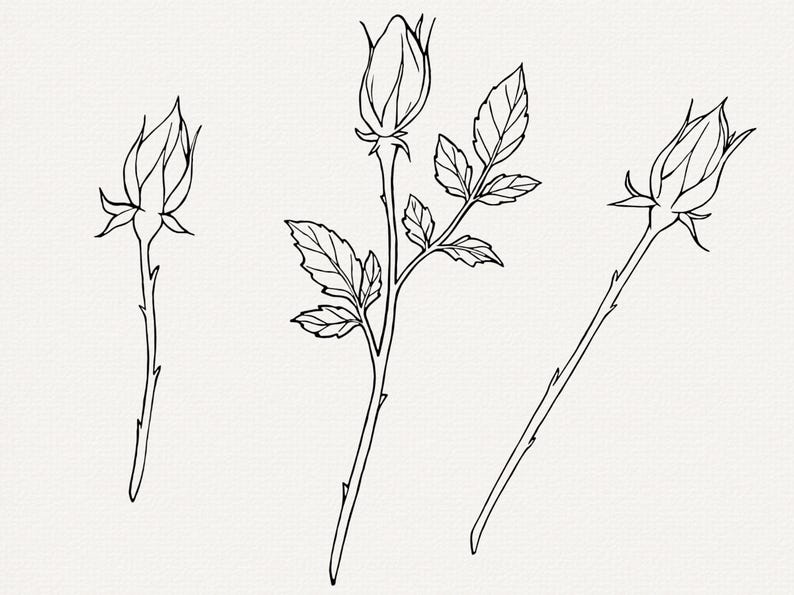Pu&ograve; includere: Disegno a linea di tre boccioli di rosa, due con steli e foglie, e uno con un solo stelo.