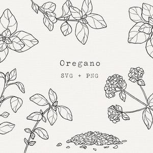 Orégano SVG Clip Art, Uso Comercial, Ilustração Vetorial de Planta de Orégano, Arte de Linha de Ervas, Desenho de Orégano, Jardim de Ervas, Arquivo de Corte Cricut