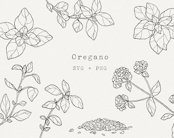 Oregano Plant Vector Illustration, Herb Line Art (SVG, PNG)