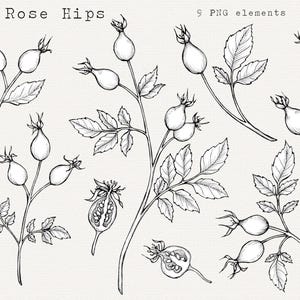 Rose Hip PNG Clip Art, Hand Drawn Rose Hips, Rosehips Illustration for Tea, Herbal Remedies, Tattoo Line Art, Clipart for Commercial Use