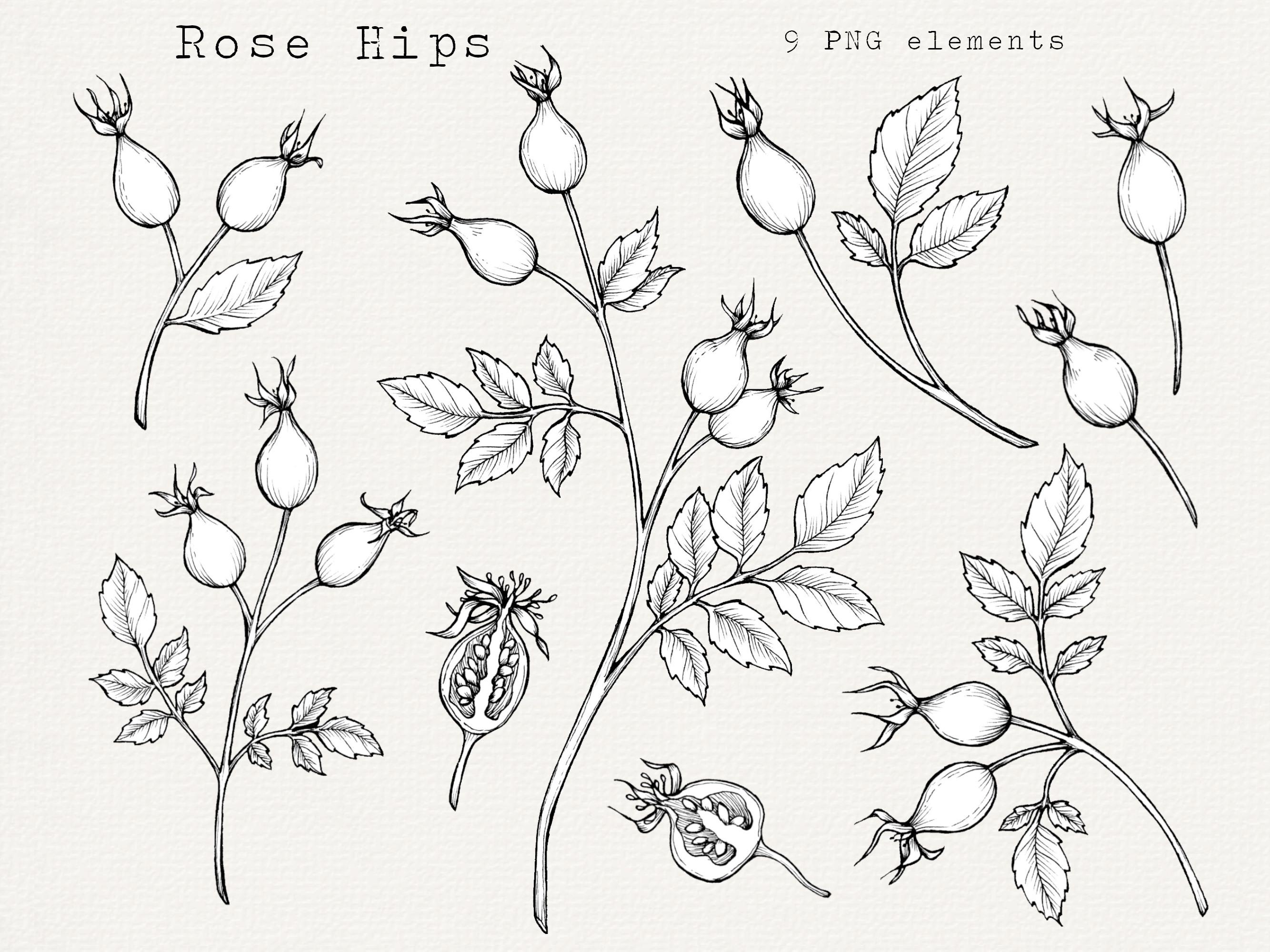 Black And White Rose Hip Tattoos For Girls