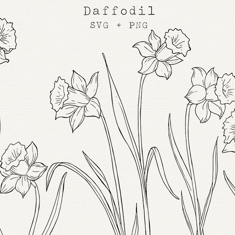 Daffodil Line - Etsy
