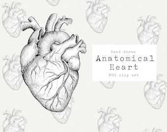 Anatomical Heart Clip Art, Hand Drawn Heart Clipart, Heart Vintage Illustration PNG, Detailed Heart Graphic, Valentines Day, Commercial Use