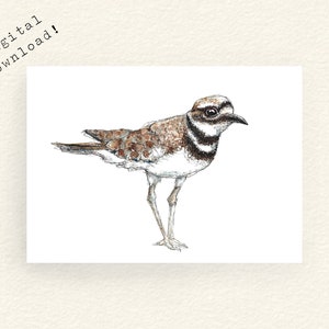 Killdeer, Téléchargement numérique Oiseau aquarelle, Art d’oiseau canadien, Aquarelle Bird Print, Cartes de vœux imprimables, Cartes postales d’oiseaux