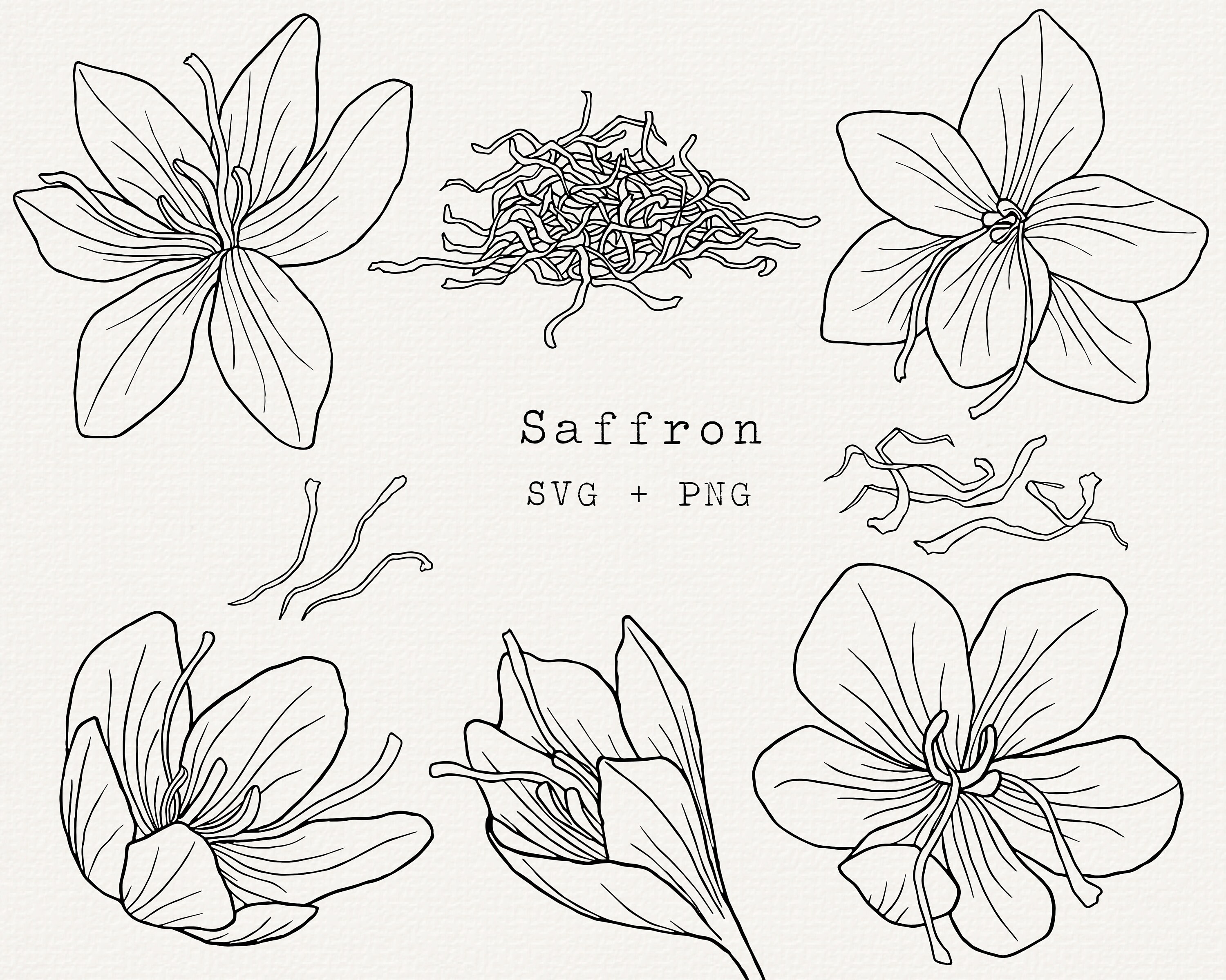Saffron Flower Drawing