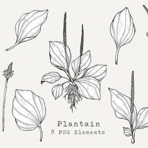Plantain PNG Clip Art, Ilustração de folha de plantain desenhada à mão, Arte de linha de planta medicinal selvagem, Forrageamento, Remédios herbais, Clipart botânico