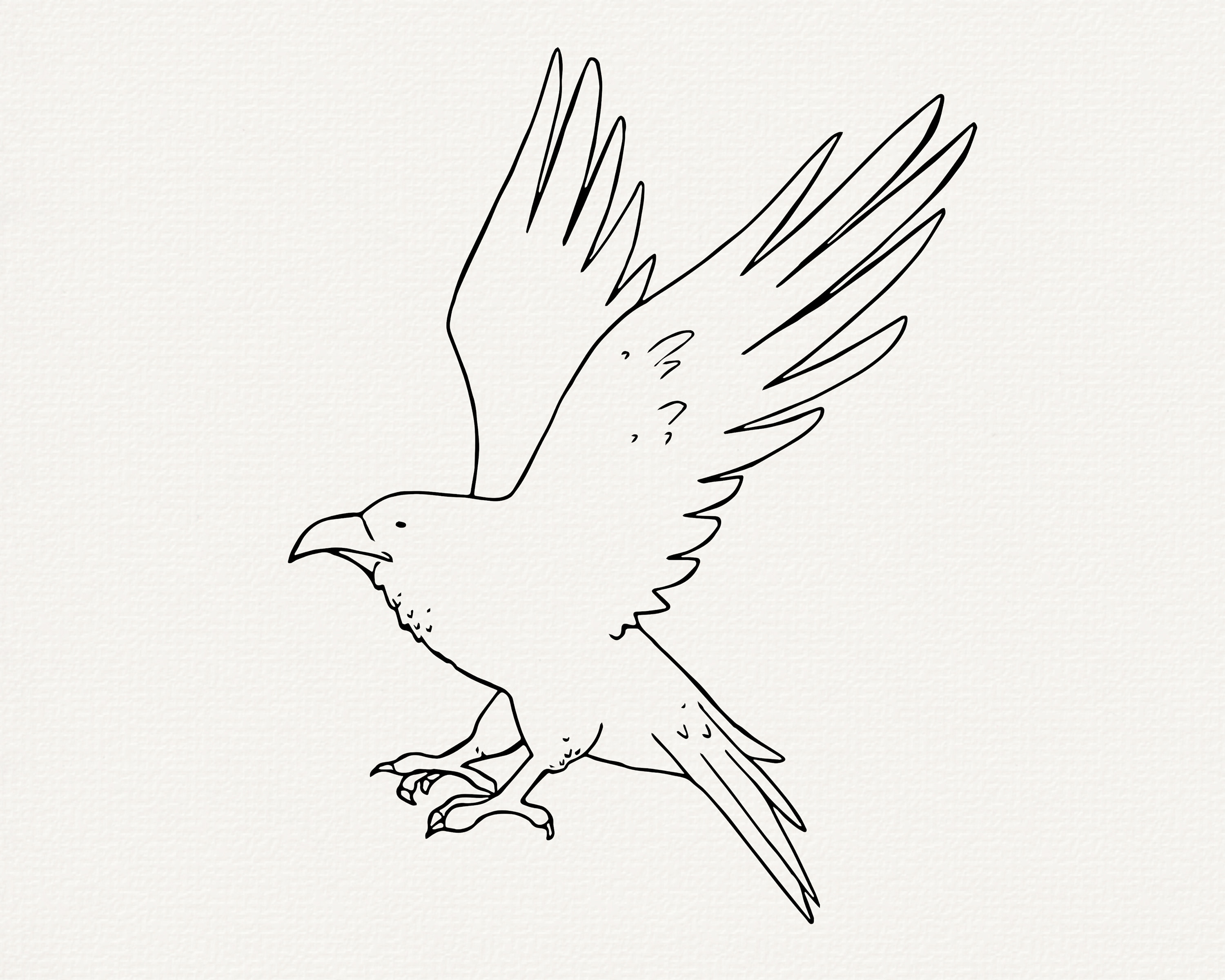 Raven Line Patterns Raven Line Art SVG Bundle, Bird Outline (commercial Use) - Etsy Canada
