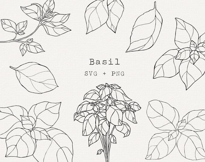 Basil SVG and PNG, Botanical Hand Drawn Apothecary Elements, Herb ...