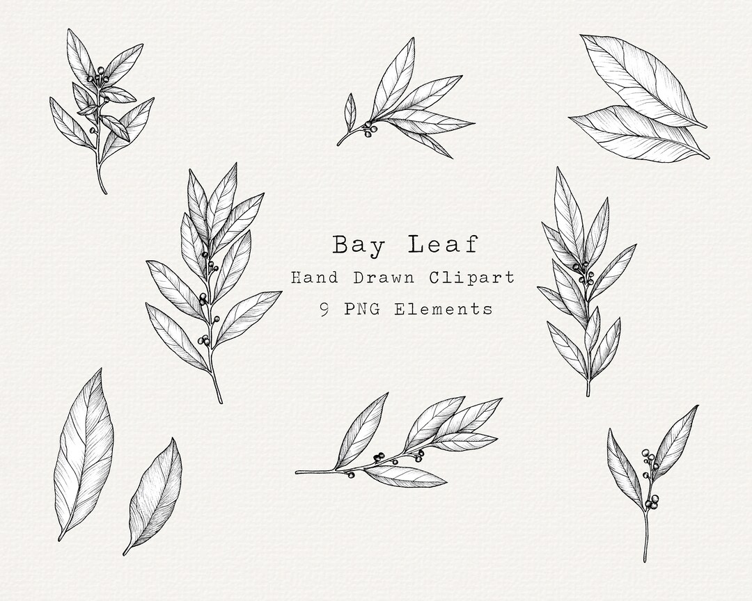 Bay Leaf PNG Clip Art, Hand Drawn Illustration, Herb Line Art, Bay