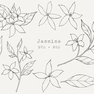 Jasmijnbloem SVG, jasmijn botanische illustratie voor commercieel gebruik, gesneden bestand voor Cricut, silhouet, eenvoudige zeer fijne tekeningen, tatoeage, plant