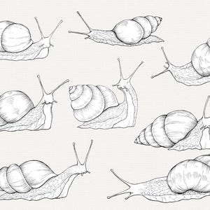 Snail PNG Clipart Bundle, Hand Drawn Line Art (commercial Use) - Etsy