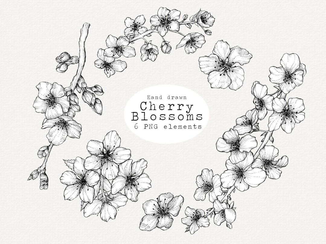手描きの桜のPNGクリップアート、花のイラスト、植物の絵、春の花