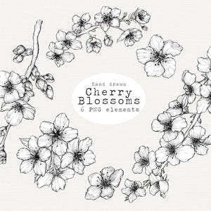 Clipart de flor de cerejeira, Sakura japonesa desenhada à mão PNG, Arte linear para casamento, Papelaria, Tatuagem, Logotipo, Ilustração para uso comercial