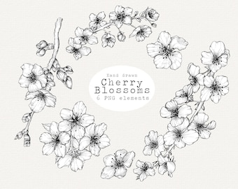 Hand Drawn Cherry Blossom PNG Clipart, Floral Illustration, Botanical Drawing, Spring Flowers, Commercial Use