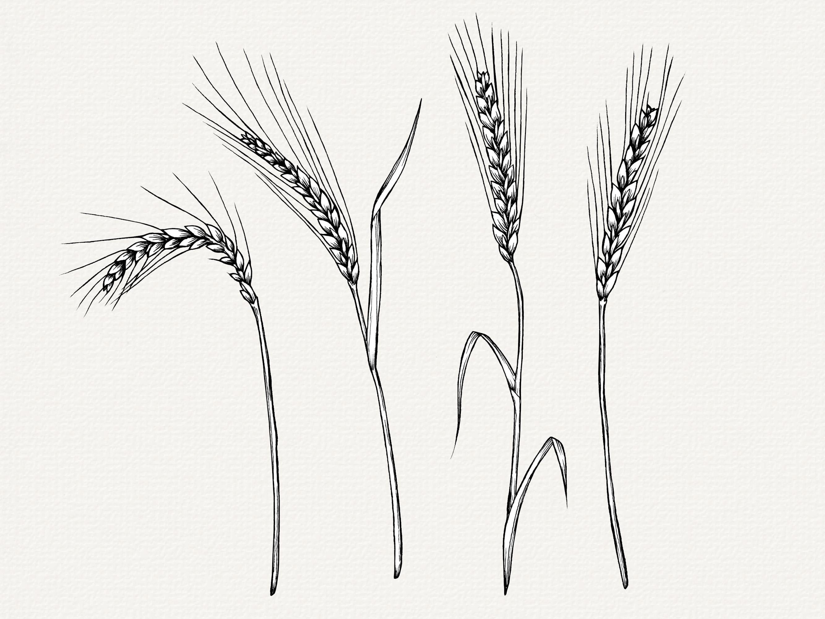 Barley Line Art, Botanical Illustration, Wheat Drawing - 12 PNG ...