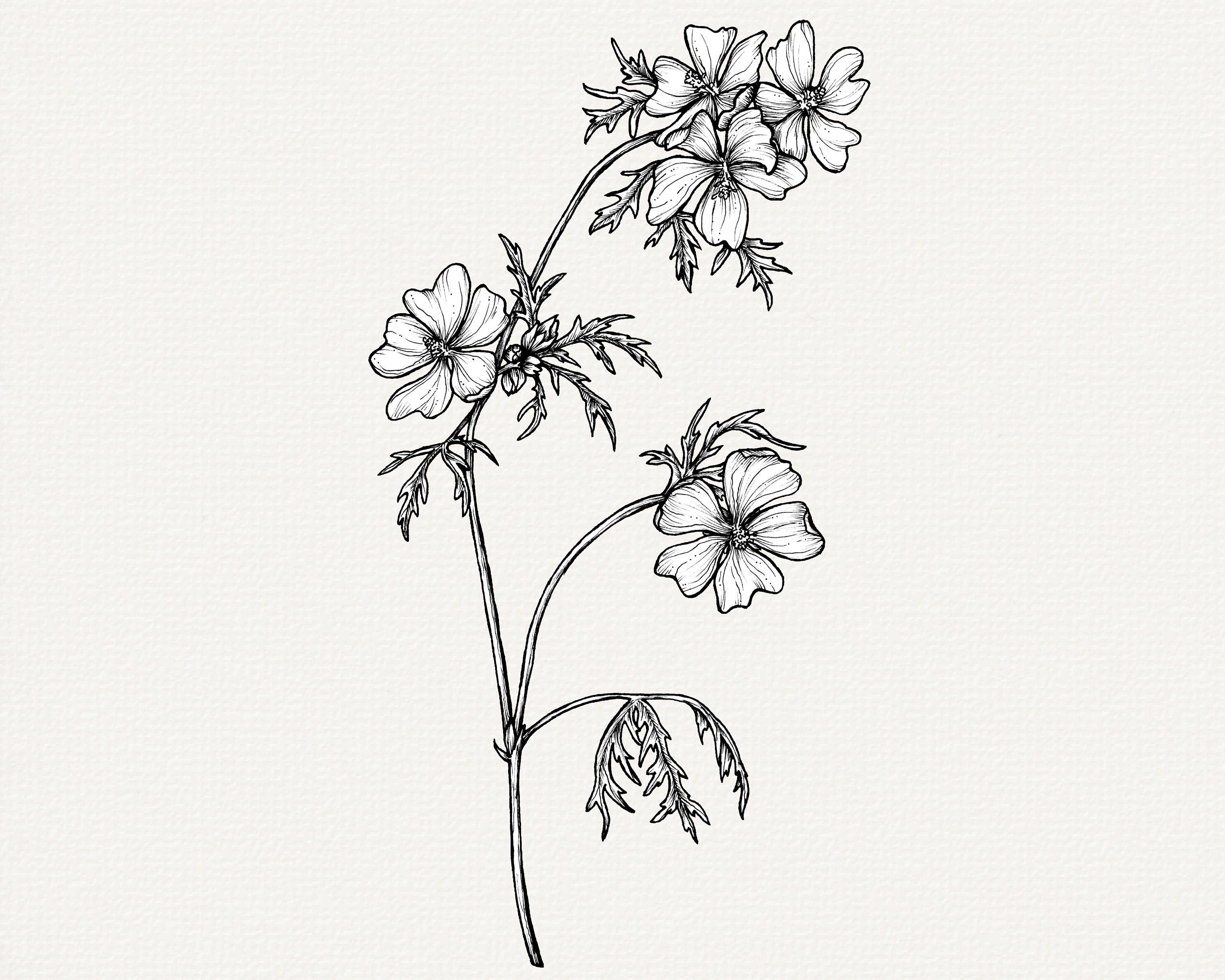 ムスクマロウの花の線画、植物のPNG要素、商用利用可能な花のクリップ