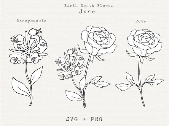 June Birth Month Flower, Honeysuckle & Rose Botanical Line Art (SVG, PNG Digital Download)