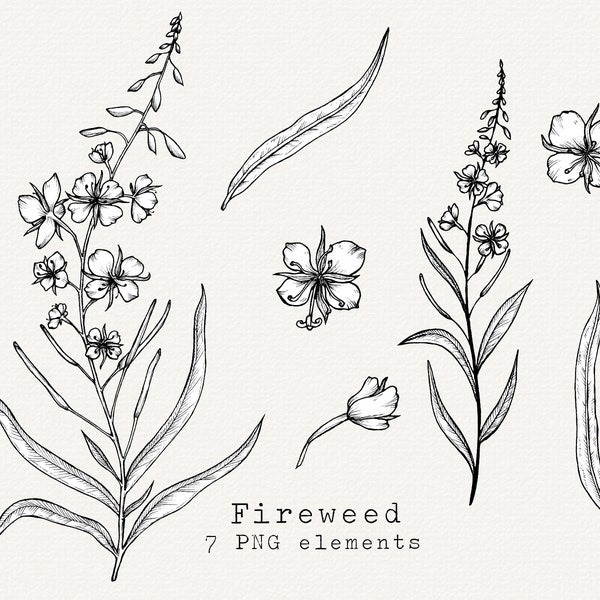 Fireweed PNG Clip Art, Hand Drawn Fireweed Illustration, Medicinal Plant Line Art, Foraging, Wild Herbal Remedies, Botanical Clipart