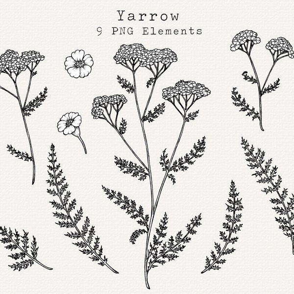 Yarrow PNG Clip Art, Hand Drawn Yarrow Illustration, Yarrow Flower Art, Plant Foraging, Herbal Remedies, Botanical Clipart, Commercial Use