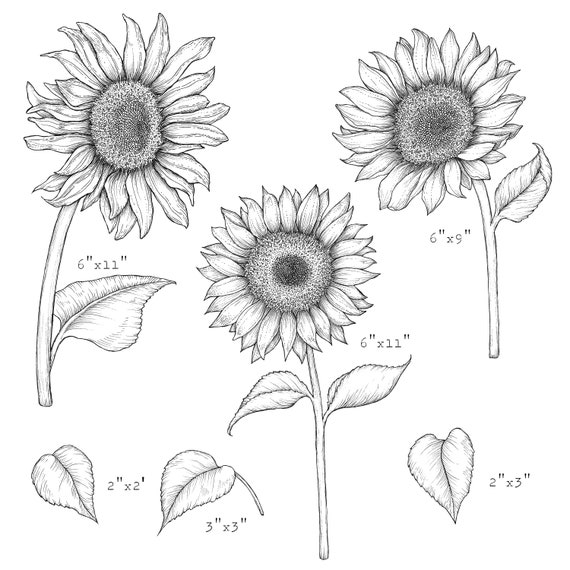 How to Draw a Sunflower (very realistic) 🌻