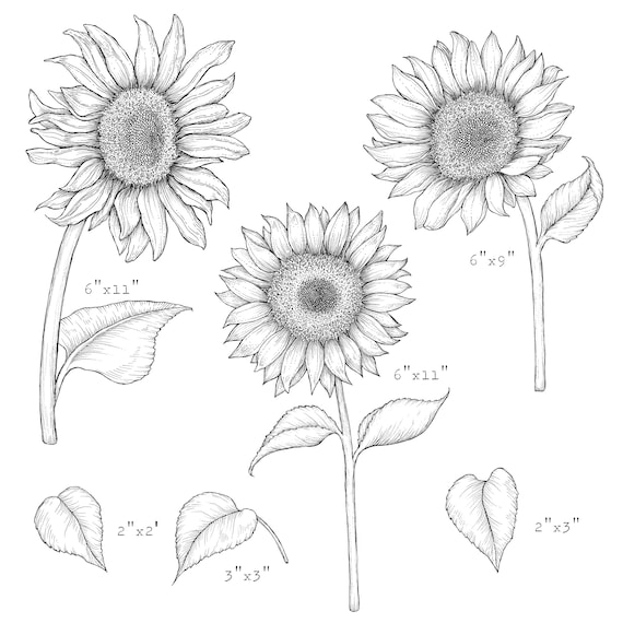 How to Draw a Sunflower (very realistic) 🌻