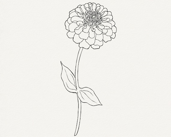 ジニアの花の線画 SVG バンドル、花のイラスト (SVG および PNG
