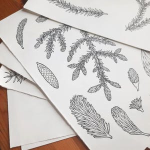 Handritad illustration av grantips, botaniska PNG-element, clip art för tallträd bild 3