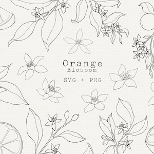 Paquete SVG de flor de naranja, ilustración botánica de naranja para uso comercial, archivo de corte para Cricut, silueta, arte lineal simple, tatuaje, planta