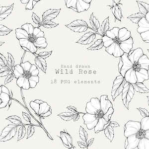 Wild Rose PNG Clip Art, Ilustração de rosas desenhadas à mão, Elementos de clipart de rosas para tatuagem, Convites de casamento, Logotipos, Uso comercial