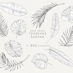 Tropische Blätter Clip Art, digitales botanisches Blatt PNG, Monstera Blatt, Palmenblatt, Bananenblatt, Tropische Blatt Line Art Illustration, kommerziell
