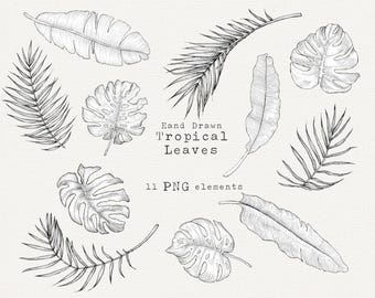 Tropical Leaf Clipart, Hand Drawn Botanical Illustration, Palm & Monstera Leaves - PNG Elements (Digital Download)